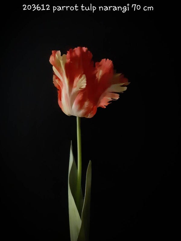 203612 parrot tulp narangi 70 cm gaan per 4