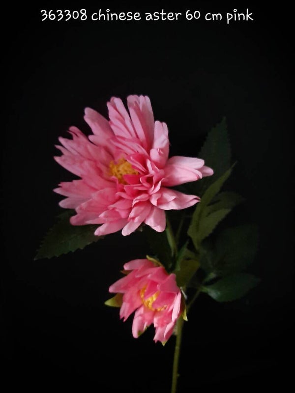 363308 chinese aster beauty pink 60 cm