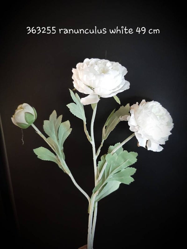 363255 ranunculus white