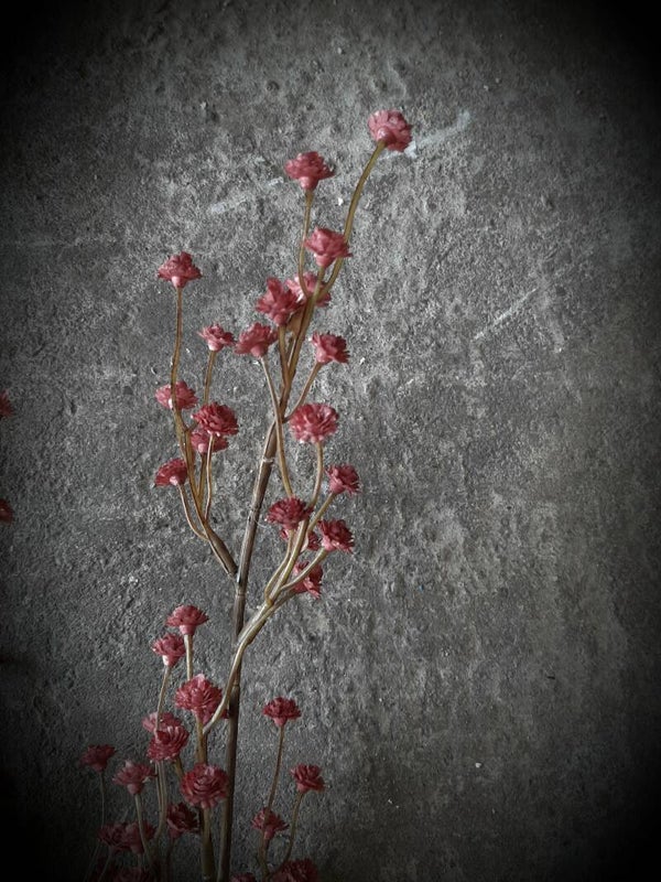 60633 gyps cerise 115 cm