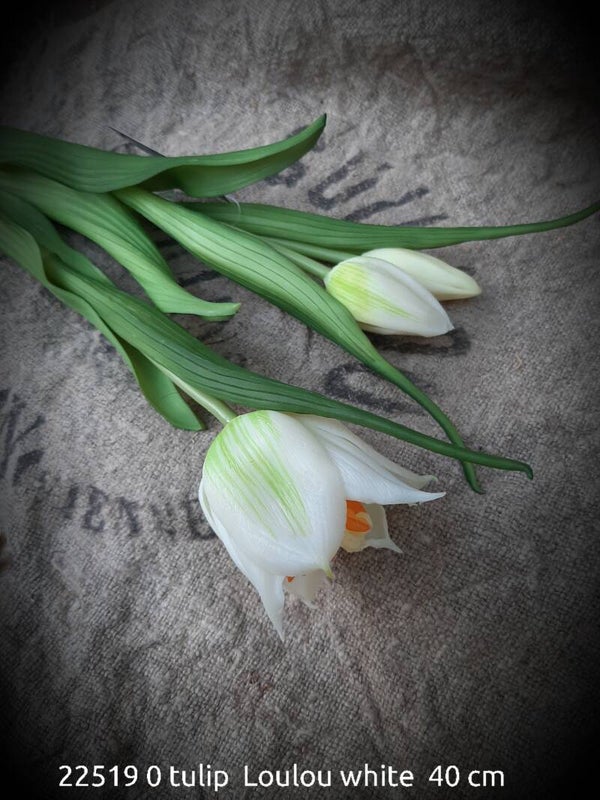 22519 0 tulip Loulou white gaan per 6