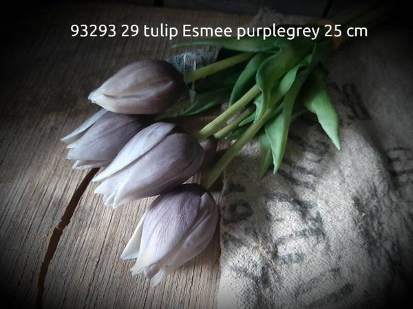 93293 29  minitulp esmee 5 stelen purplegrey gaan per 12 bos