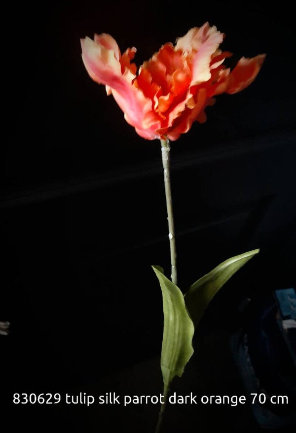 830629 french parrot Tulip Toulouse orange 70 cm