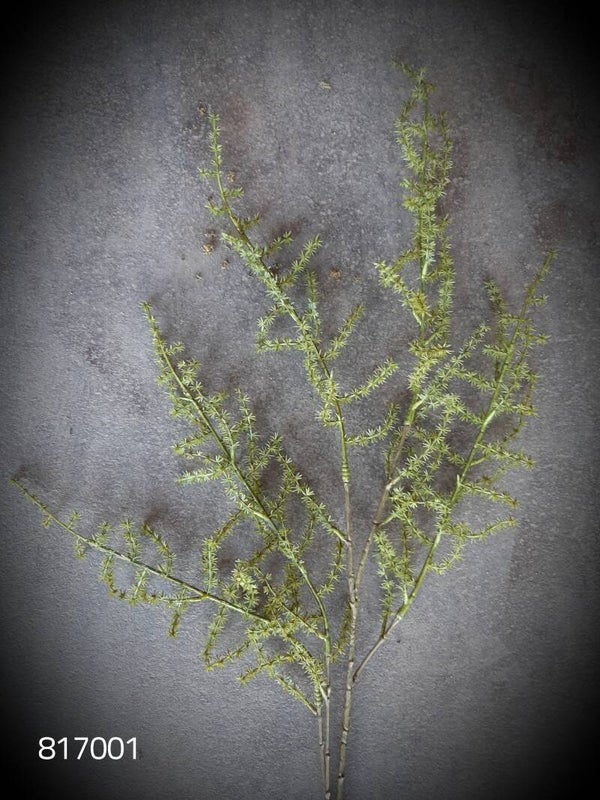 817001 wilde asparagus large