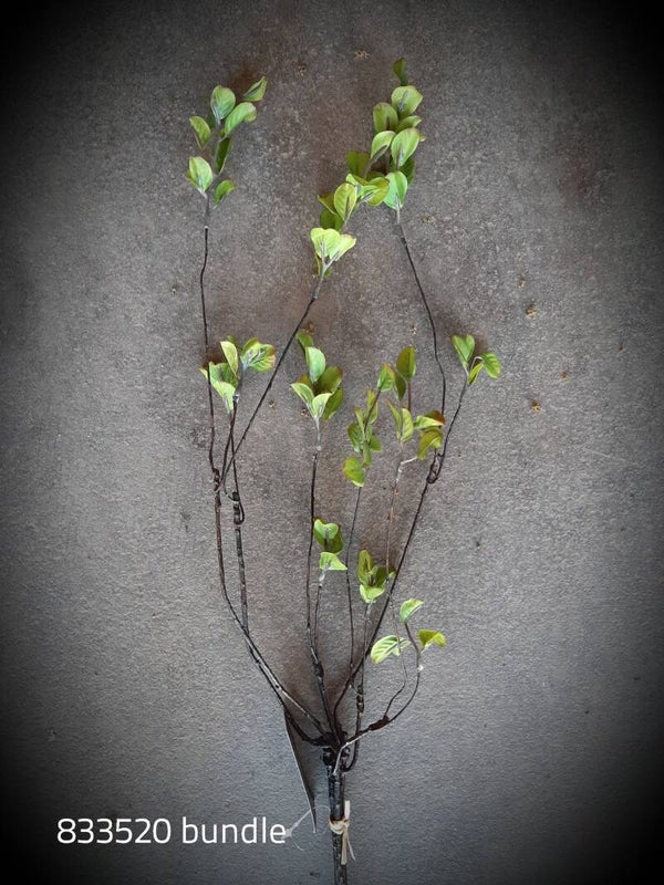 833520 bundle betula green