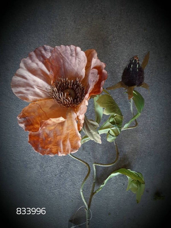 933996 papaver vintage brown