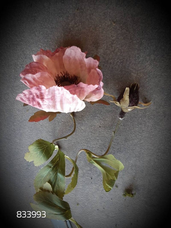 833993 papaver pink