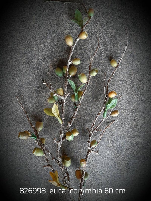 826998 euca bes corymbia 60 cm  ( 1 - C )