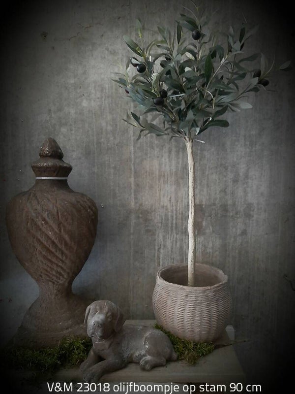 V&M 23018  Olijfboompje op stam 90 cm