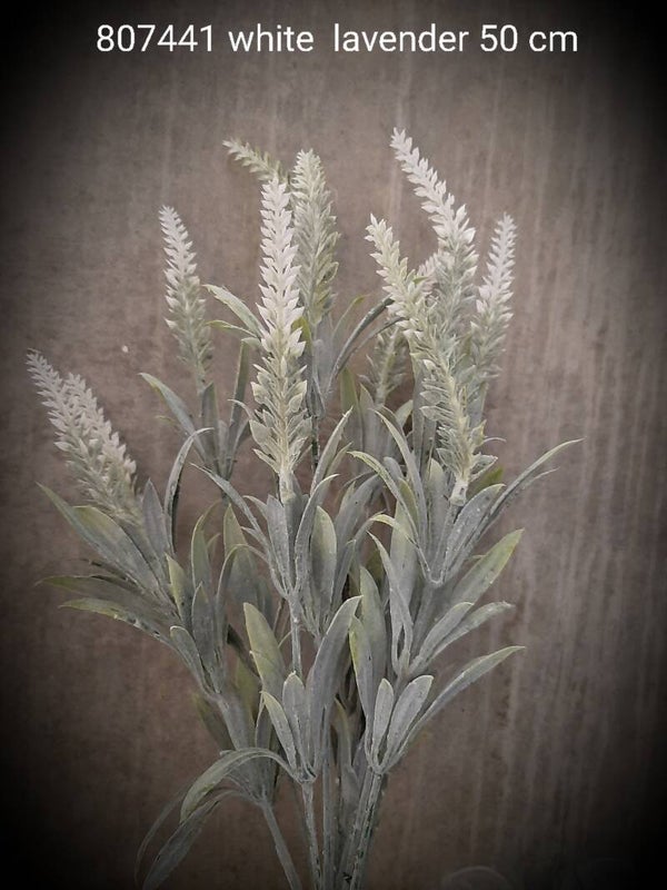 807441 white lavender