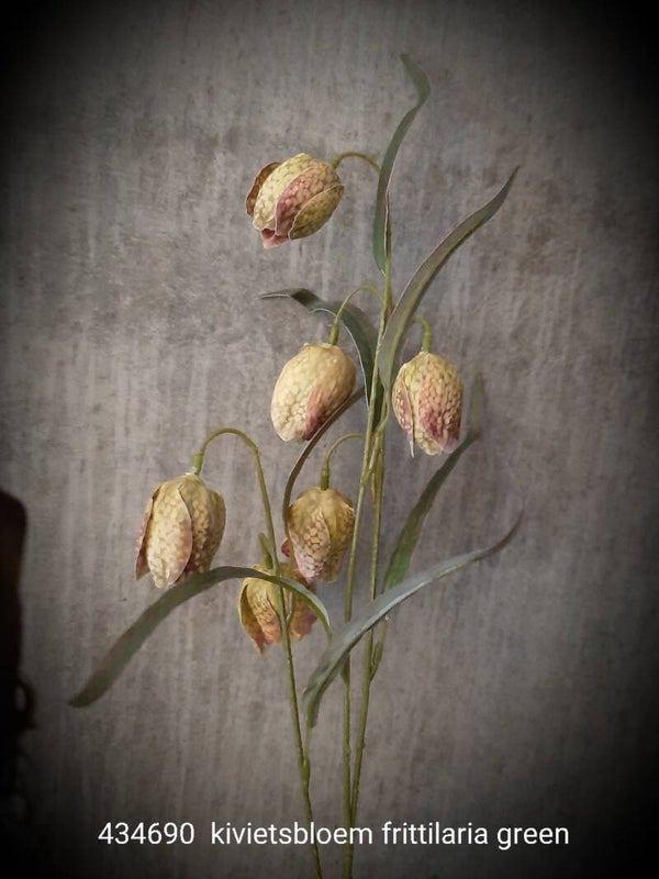 434690 kivietsbloem green