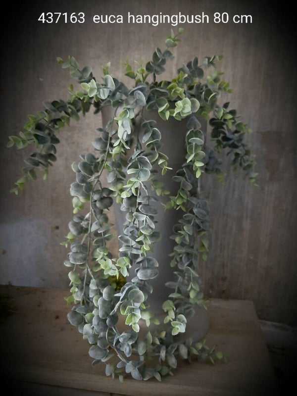 437163  euca hanging bush 80 cm ( 3 - C )