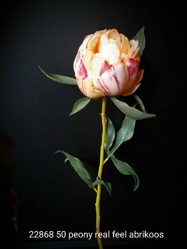 22858 50 peony real feel abrikoos per stuk