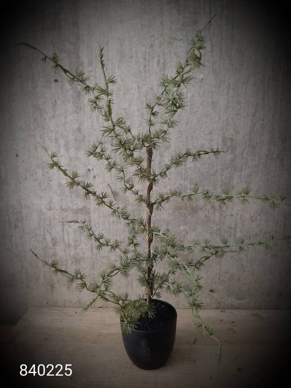 840225 cederboompje 58 cm in pot