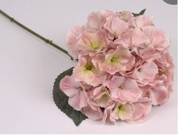 H2-18 hortensia 55 cm   soft pink  gaan per 12