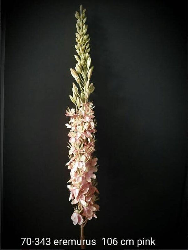 70-343 eremurus pink