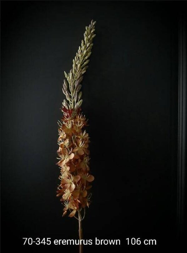 70-345 eremurus brown