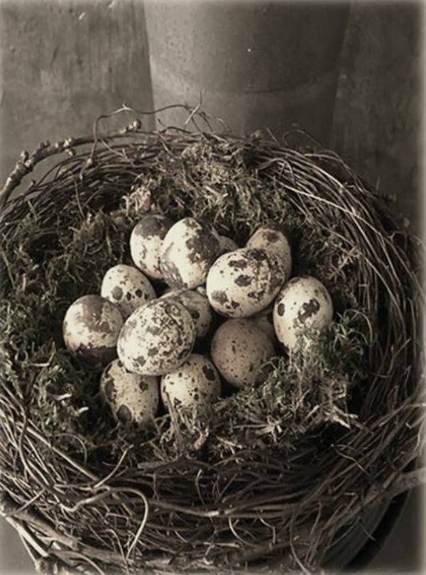 Nostalgisch foto en tekstbordje no. 742 (4 stuks) kwarteleitjes