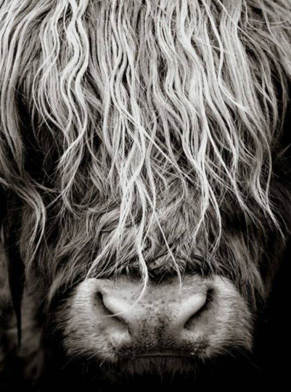 Nostalgisch foto en tekstbordje no. 748 (4 stuks) hooglander sober