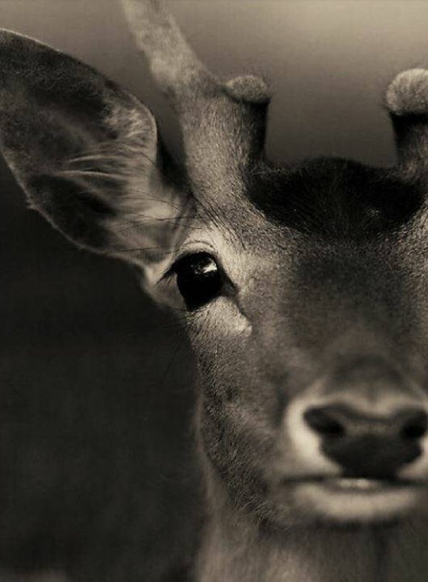 Nostalgisch foto en tekstbordje no. 751 (4 stuks) hertekop sober