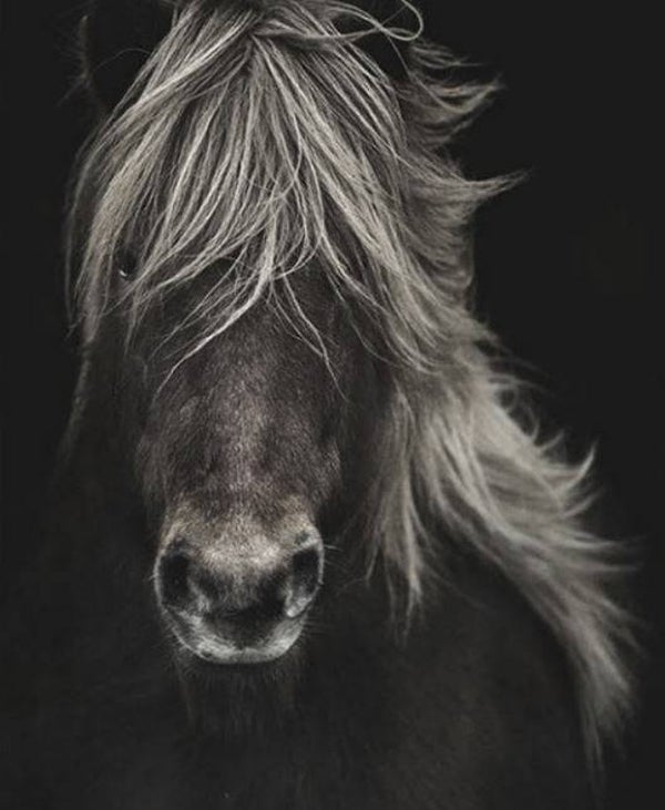 Nostalgisch foto en tekstbordje no. 754 (4 stuks) paardehoofd sober