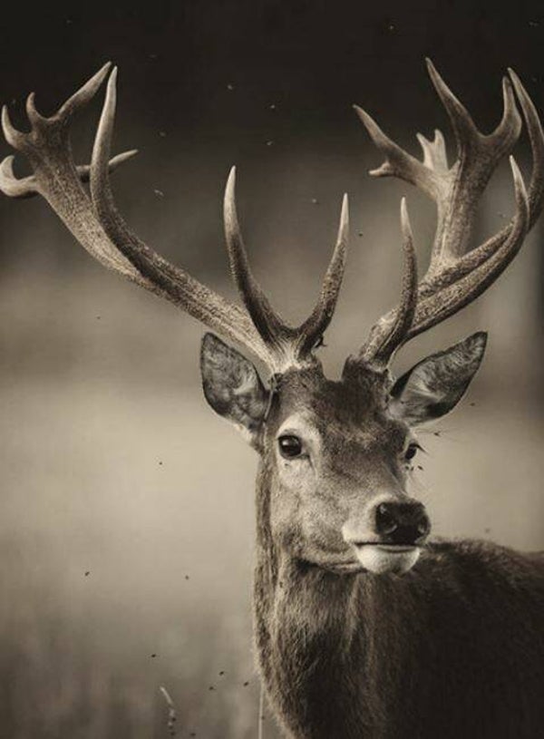 Nostalgisch foto en tekstbordje no. 783 (4 stuks) hertekop horens