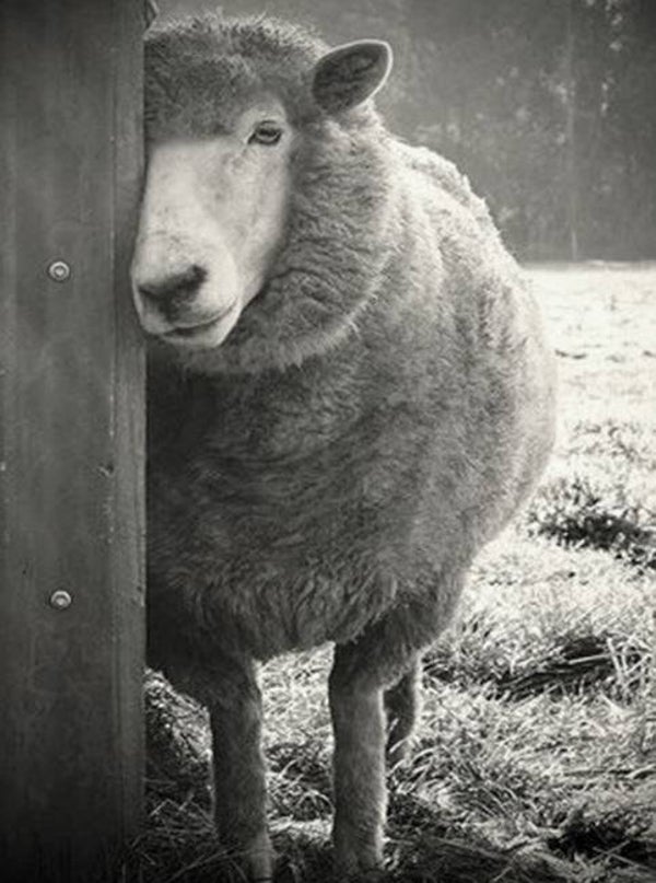 Nostalgisch foto en tekstbordje no. 784 (4 stuks) schaap bij paal