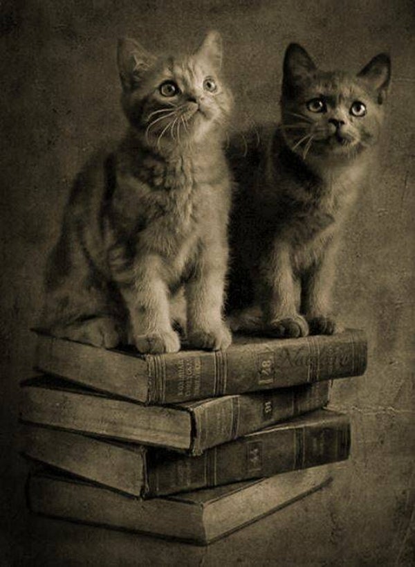 Nostalgisch foto en tekstbordje no. 786 (4 stuks) poezen op boeksober