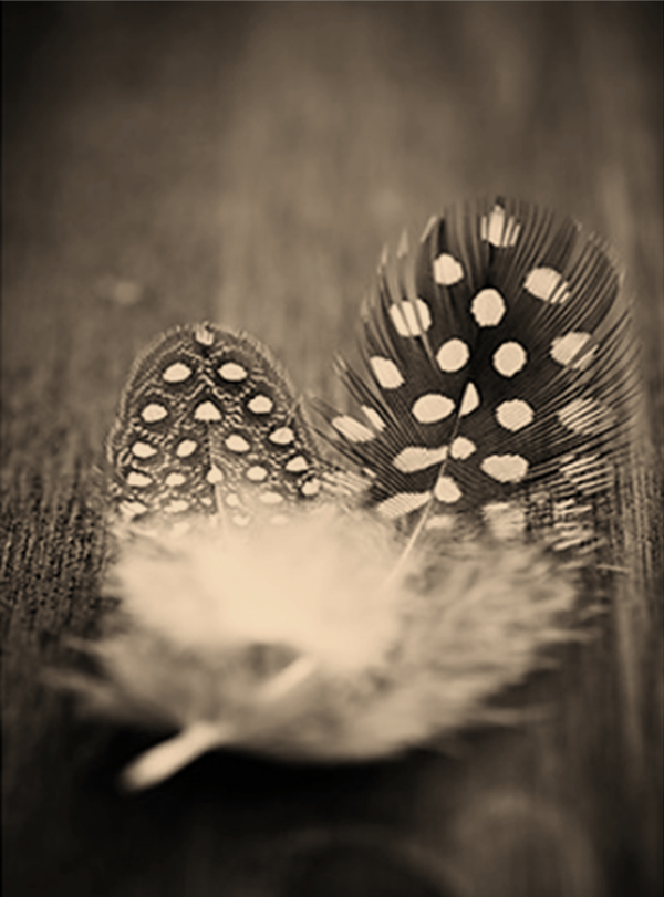 Nostalgisch foto en tekstbordje no. 845   ( 4 stuks)veertje