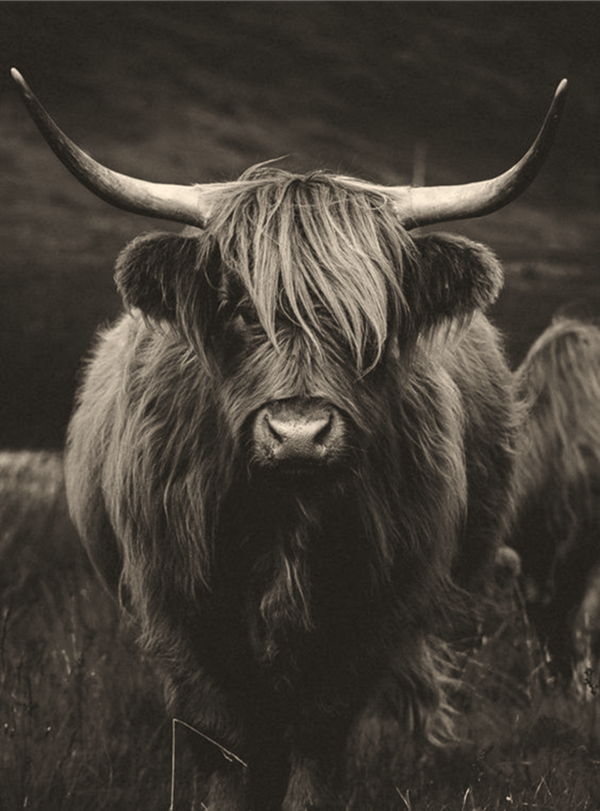 Nostalgisch foto en tekstbordje no. 847   ( 4 stuks)hooglander staand donker