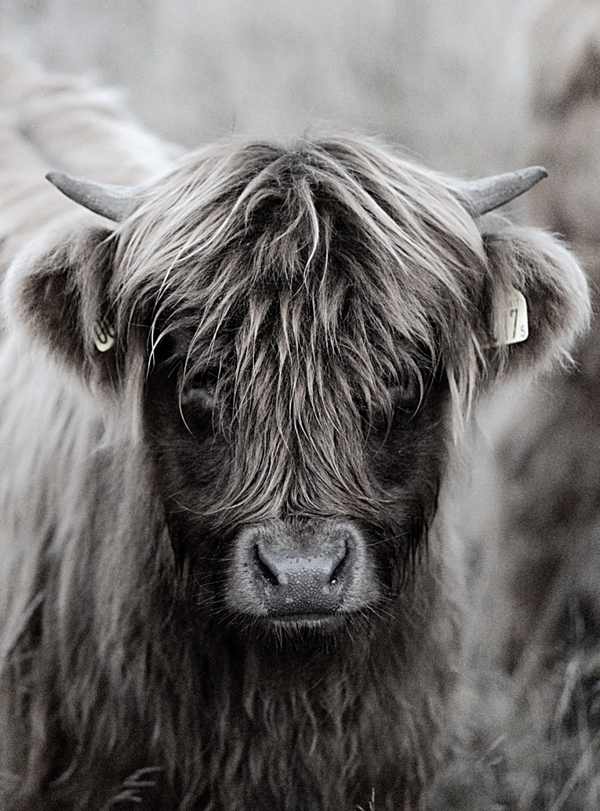 Nostalgisch foto en tekstbordje no. 867   ( 4 stuks) hooglander kop kalf