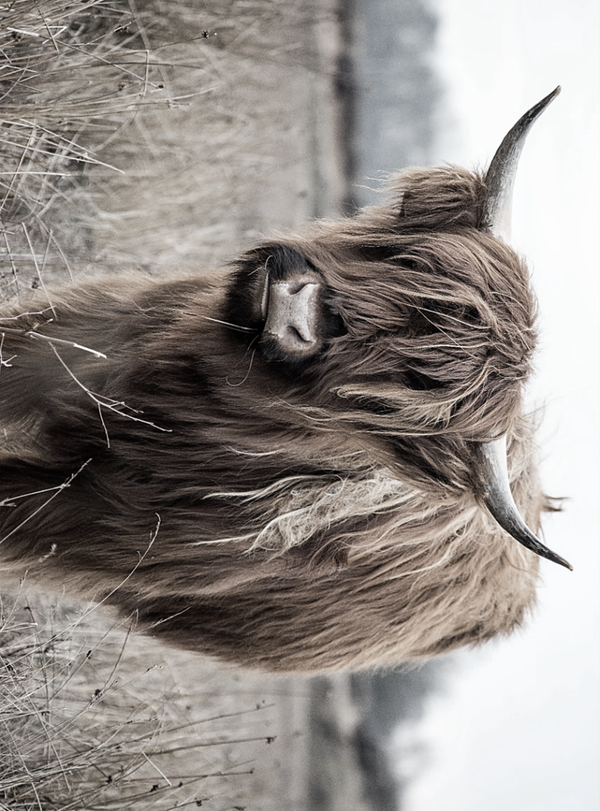 Nostalgisch foto en tekstbordje no. 869   ( 4 stuks)hooglander  overdwars witte achtergrond