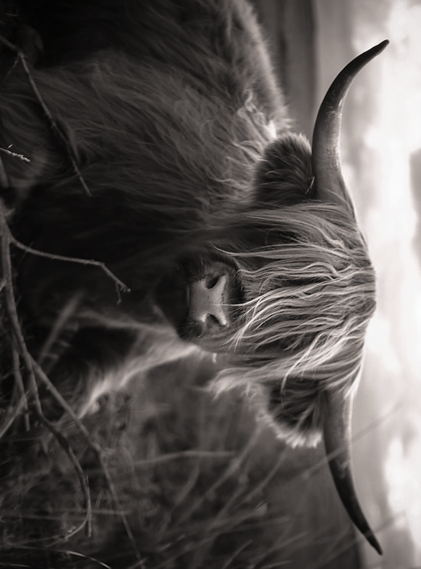 Nostalgisch foto en tekstbordje no. 870   ( 4 stuks)hooglander dwars rozig