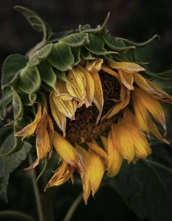 Nostalgisch foto en tekstbordje no. 881   ( 4 stuks) zonnebloem