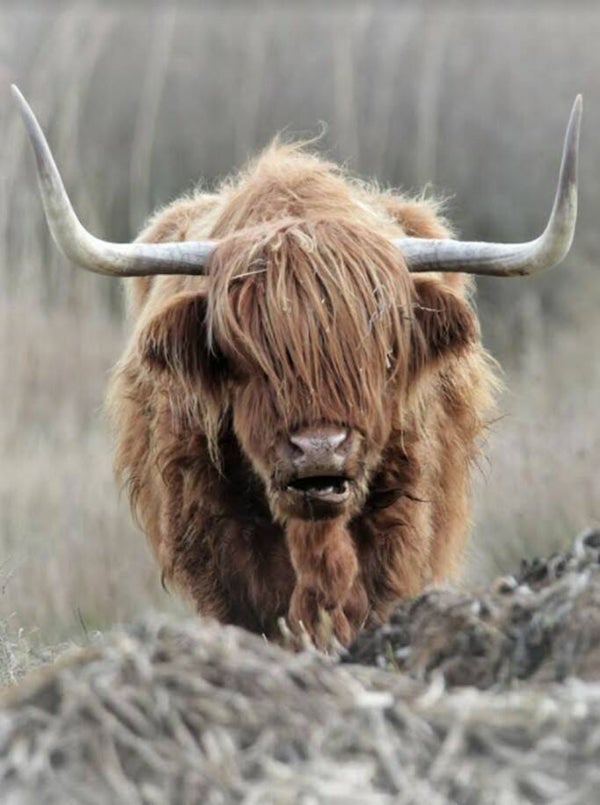 Nostalgisch foto en tekstbordje no. 882  ( 4 stuks) hooglander lopend