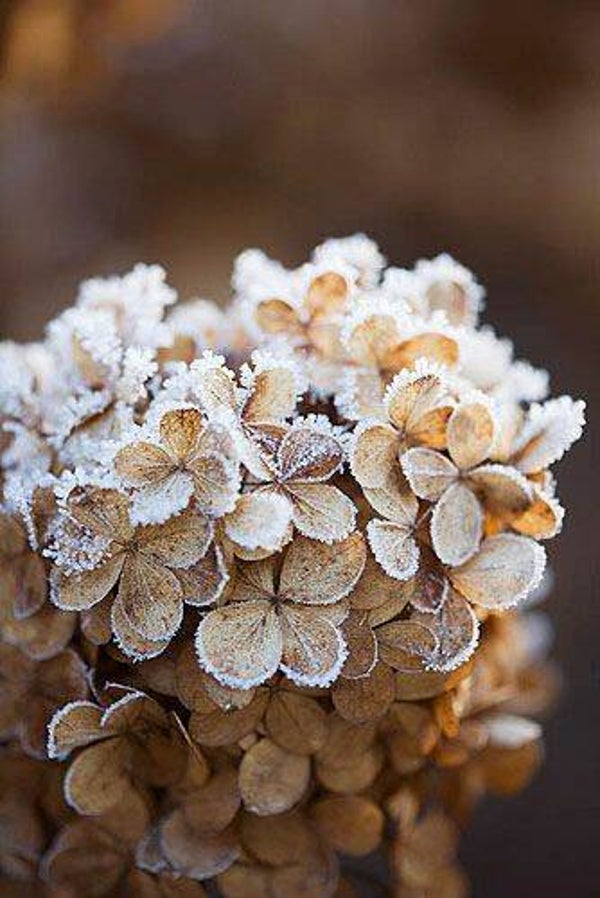 Nostalgisch foto en tekstbordje no. 888   ( 4 stuks) frozen hydrangea