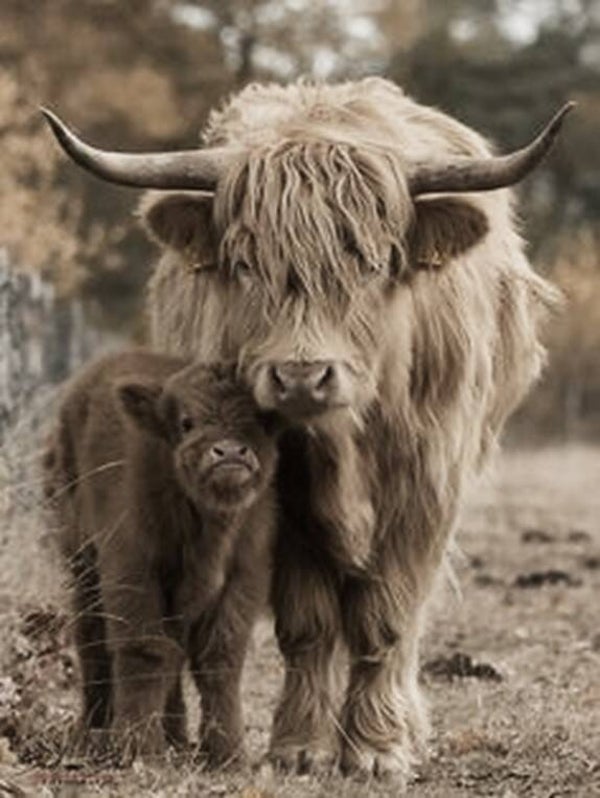 Nostalgisch foto en tekstbordje no. 878   ( 4 stuks) hooglander met kalf