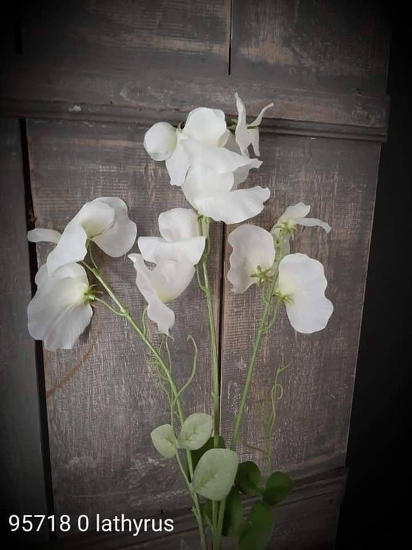 95718-0 per 12 lathyrus white 55cm