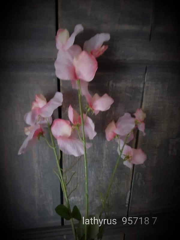95718-7 per 12 lathyrus pink 55cm