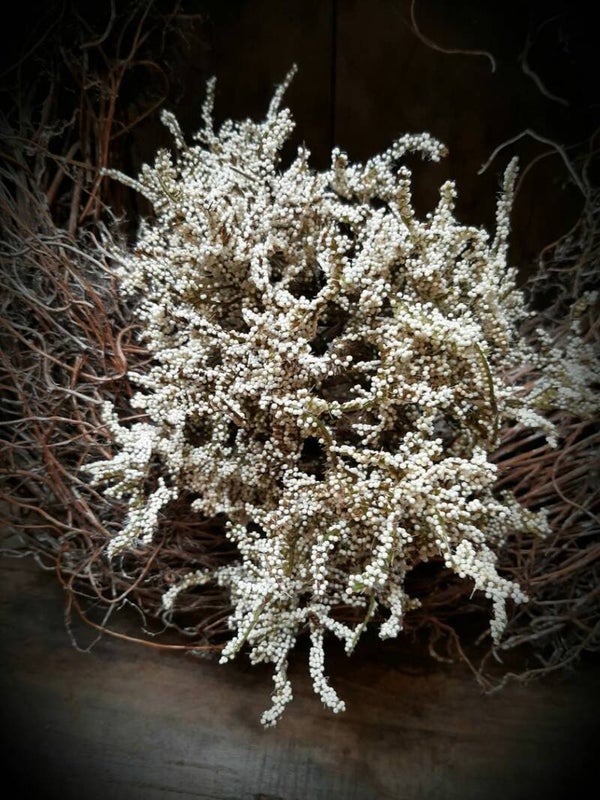 bosje limonium creme   L   784954