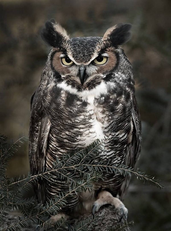 Nostalgisch foto en tekstbordje 909 uil ( 4 stuks)