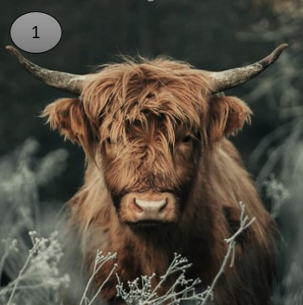 Viltje no.1  hooglander groen