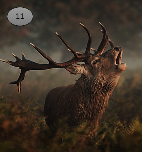 Viltje no.11   hert burlen