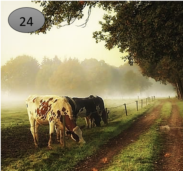 Viltje no.24  koeien