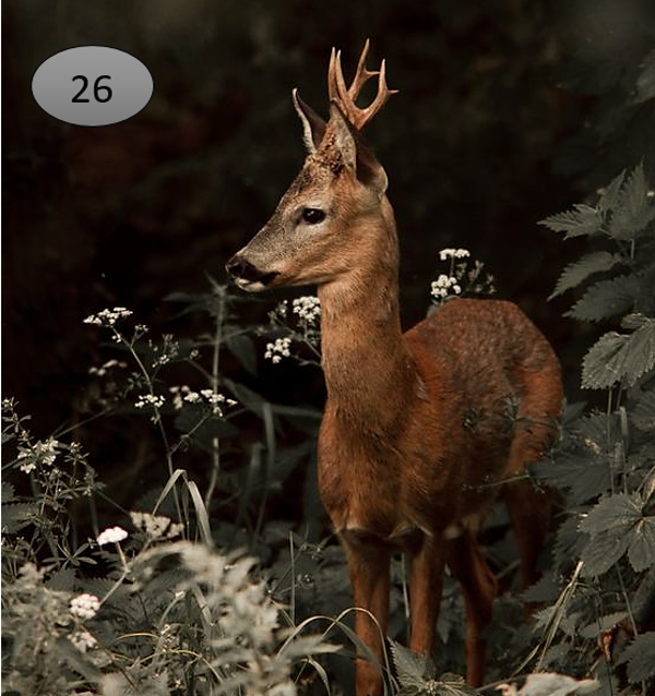 Viltje no.26   hert kijkt naar links in het groen