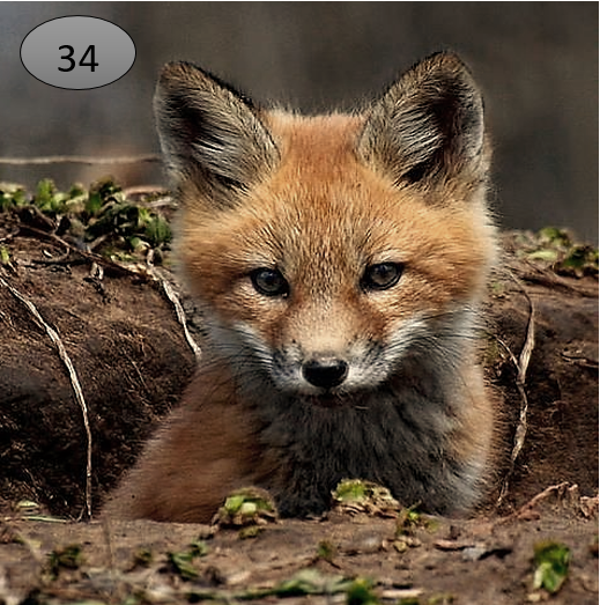 Viltje no.34    vosje kleur