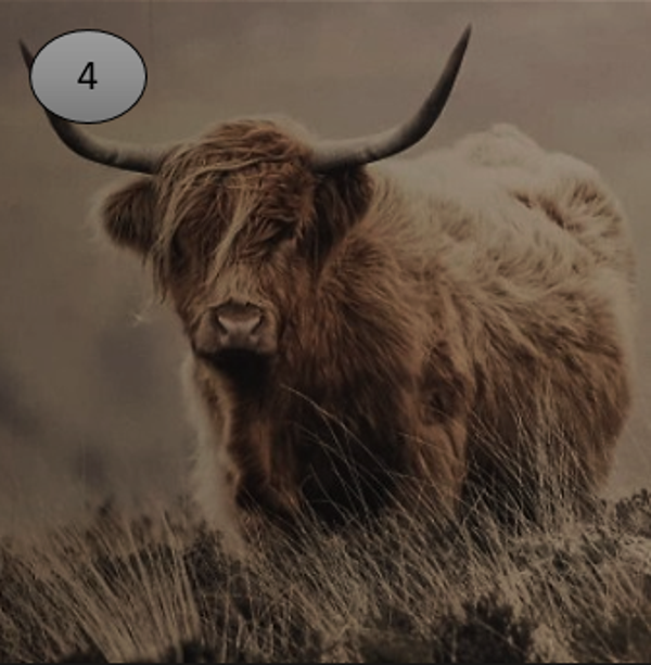Viltje no.4 hooglander kijkt naar links