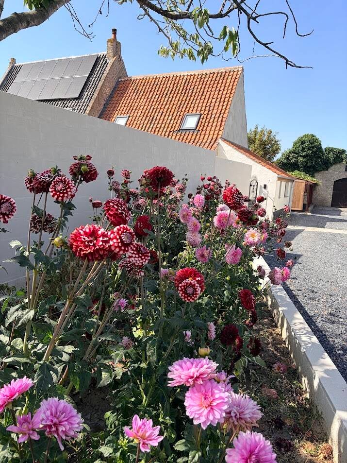 De Burg vakantiehuis Alveringem - gezellig vakantiehuis te huur met groot terras en tuin - rustig gelegen - 6 personen - ecologisch