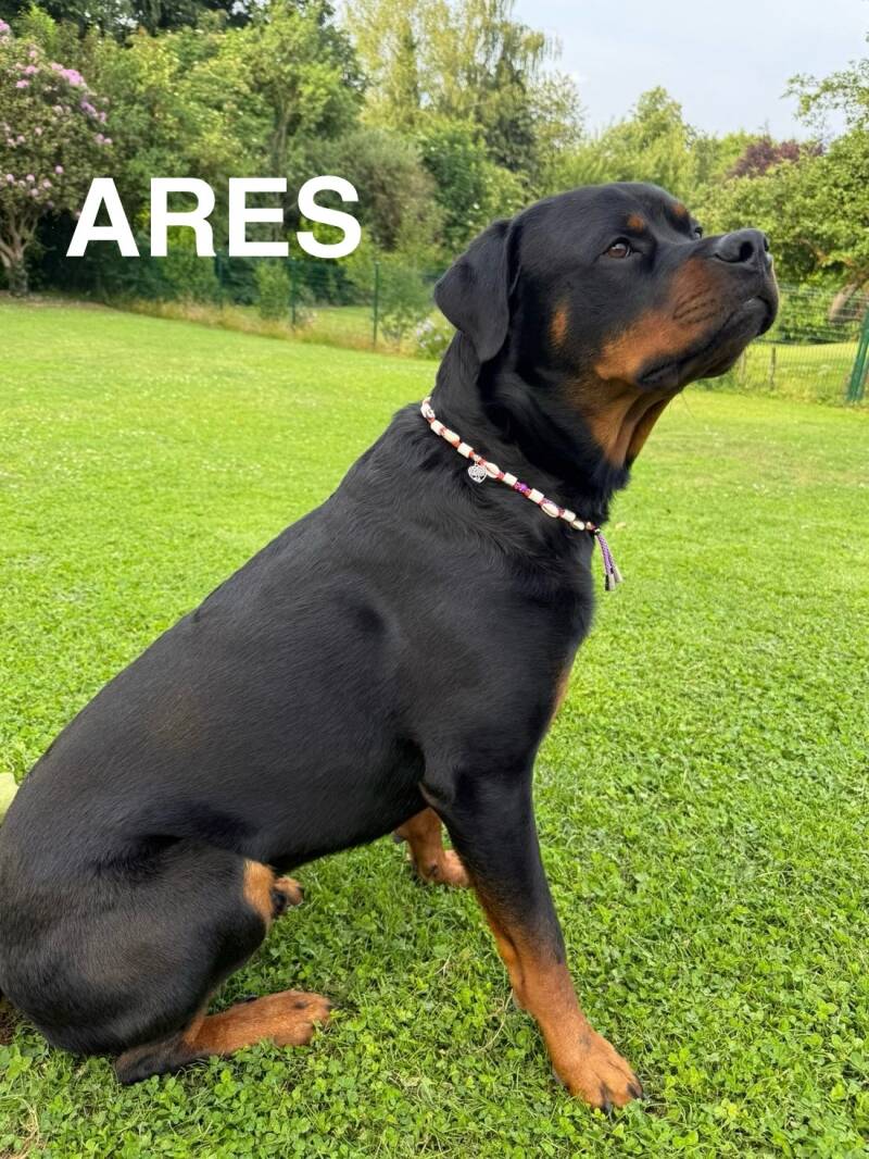 ares-standard.jpg