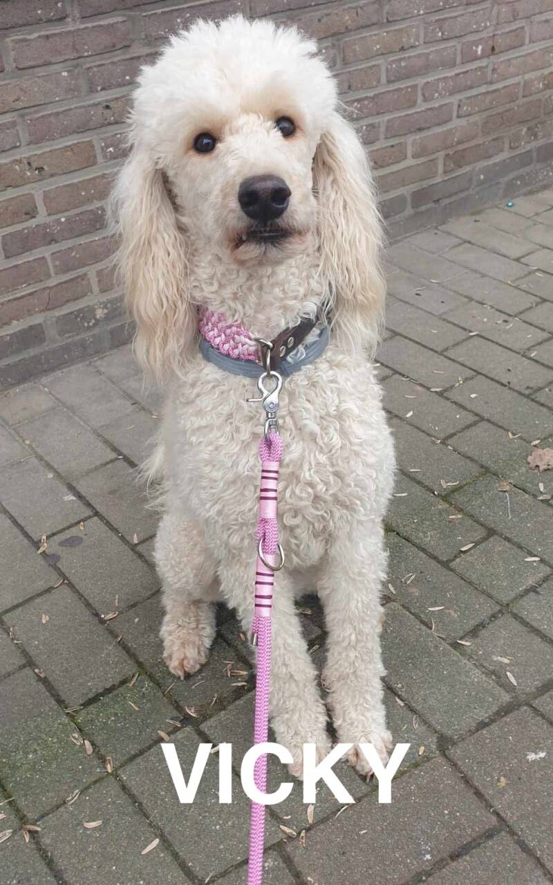 vicky-standard.jpg